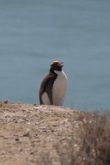 24-Penguin (Eudyptes)